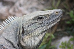 IMG_7945