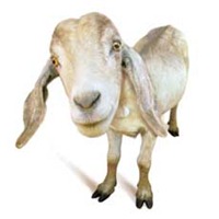 goat