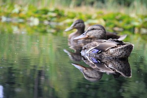 IMG_1495